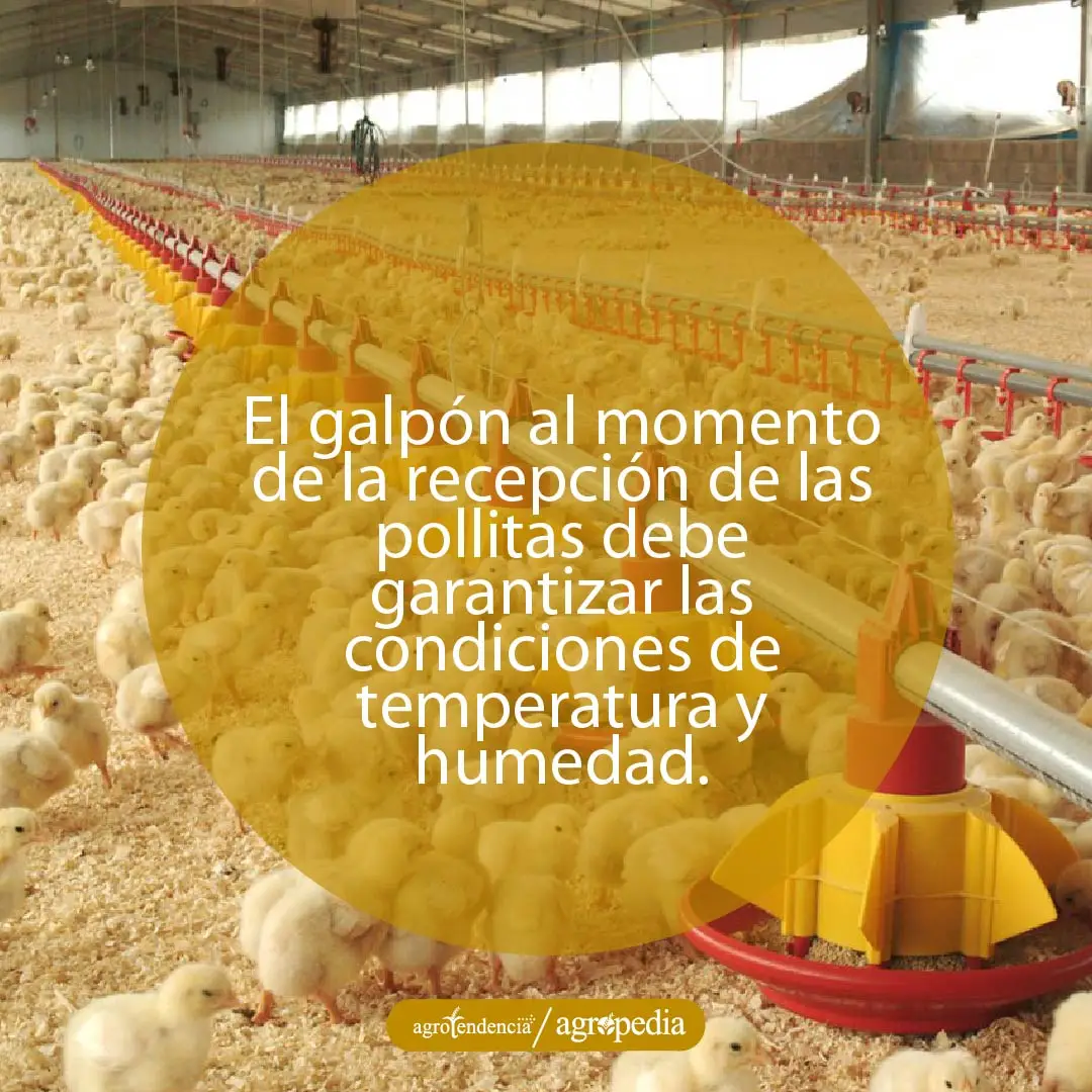 galpón lleno de pollitas