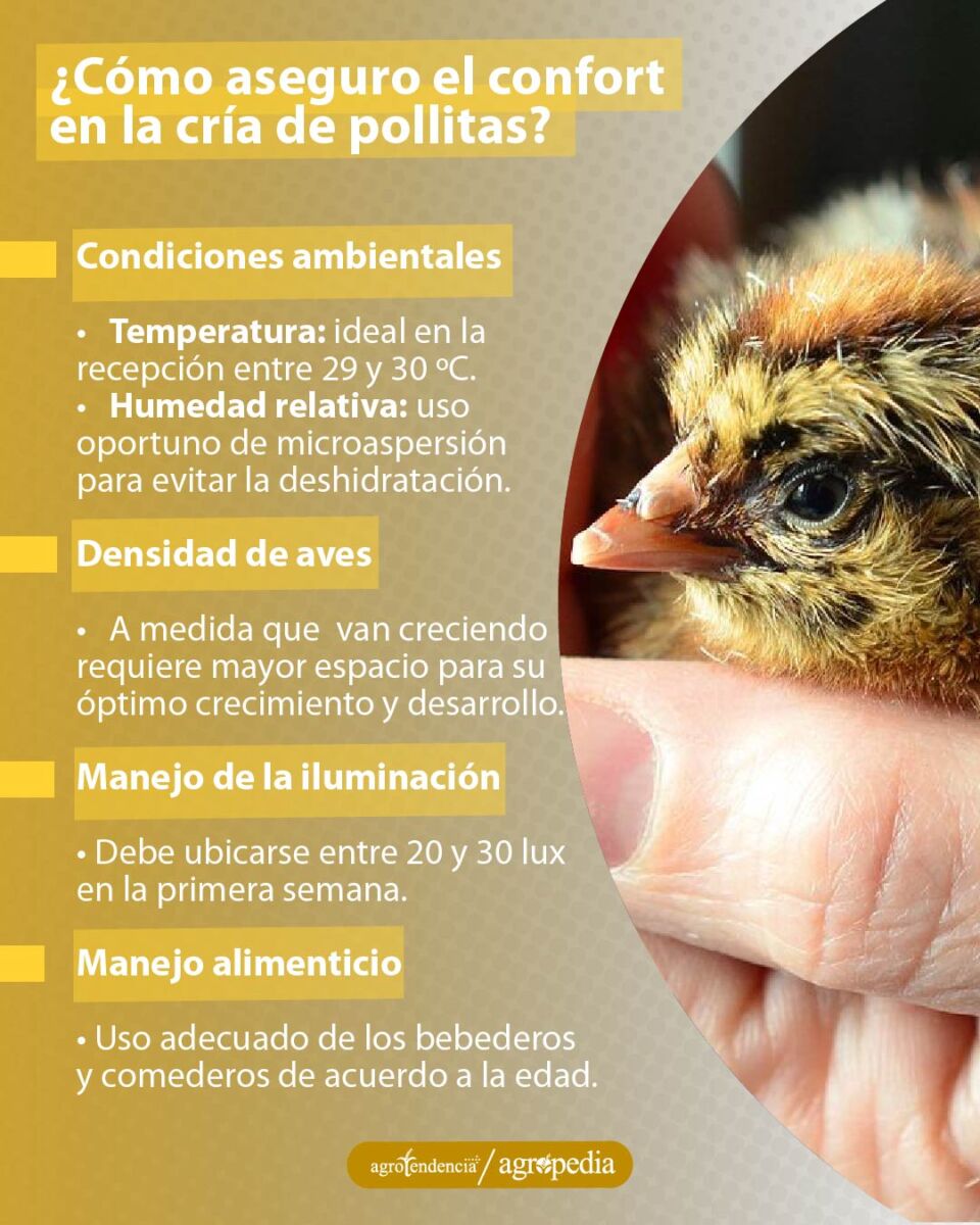 una pollita en la mano de una persona