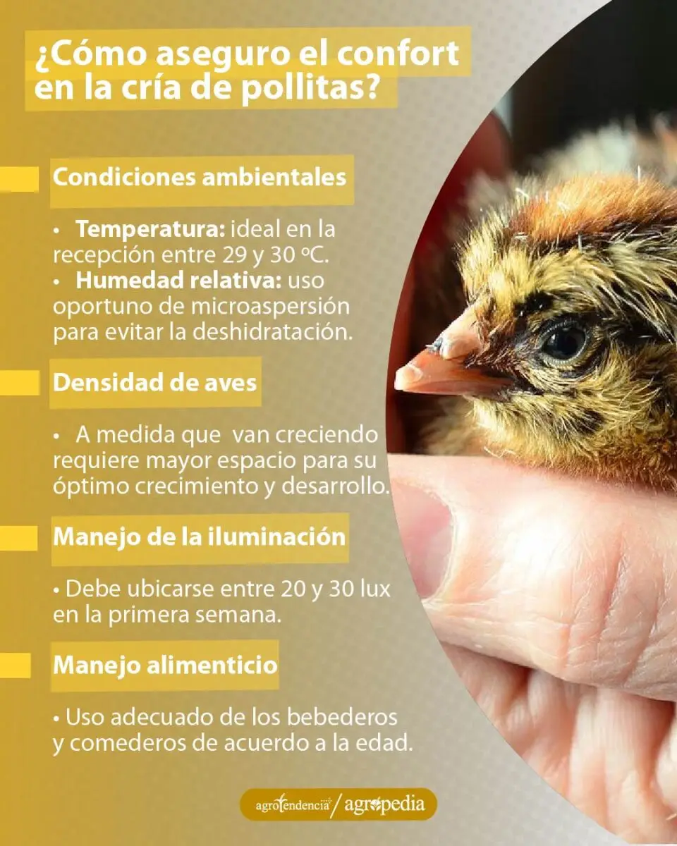 una pollita en la mano de una persona