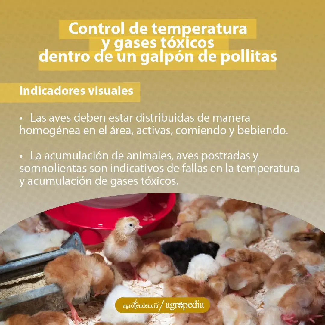 pollitas caminando y otras en comederos y bebederos