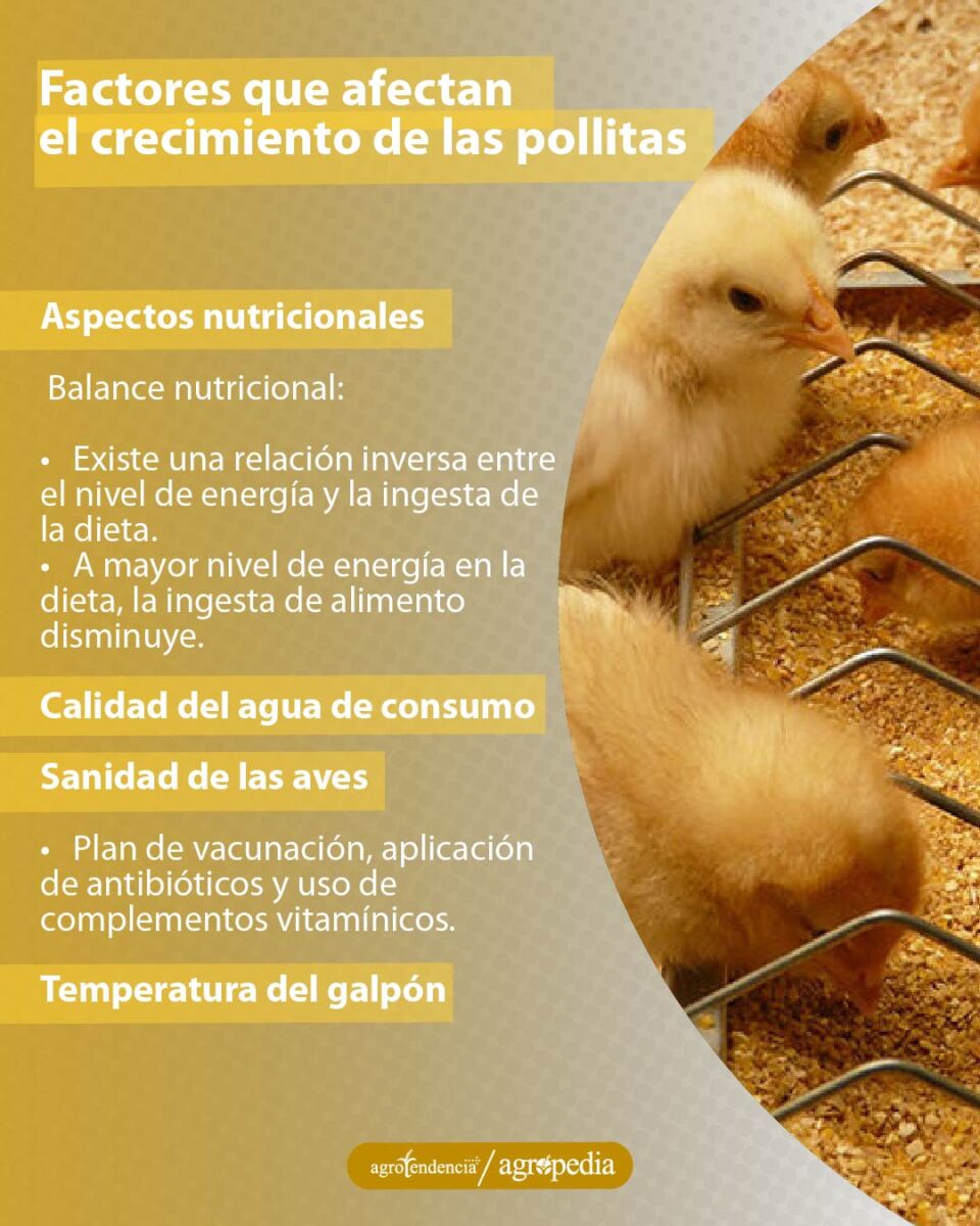 pollitas comiendo en comedero de canal