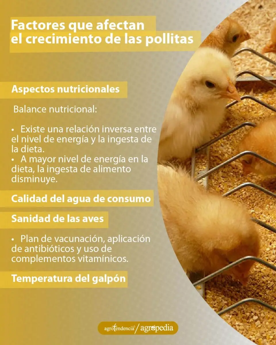 pollitas comiendo en comedero de canal