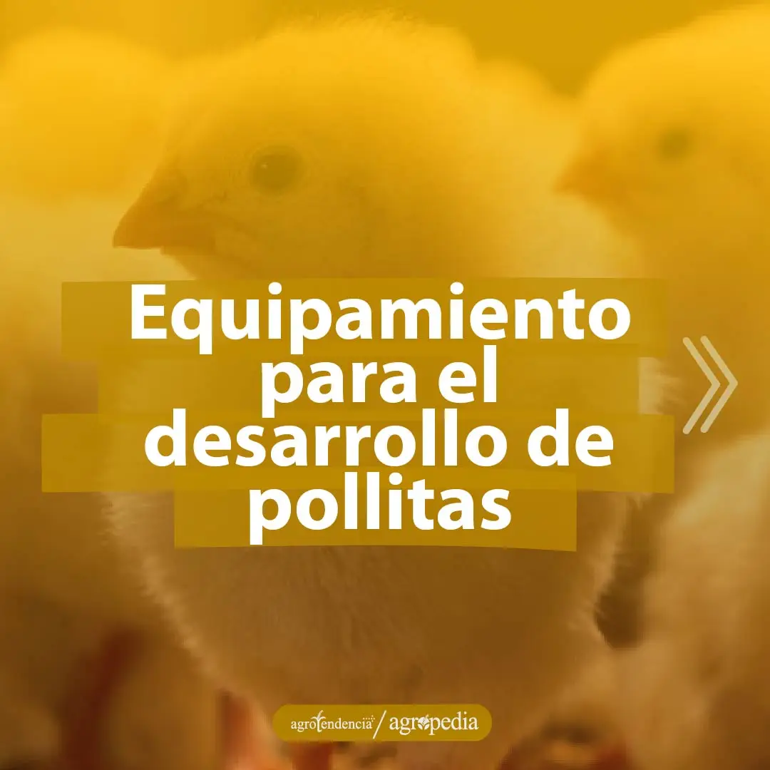 una pollita mirando a la izquierda