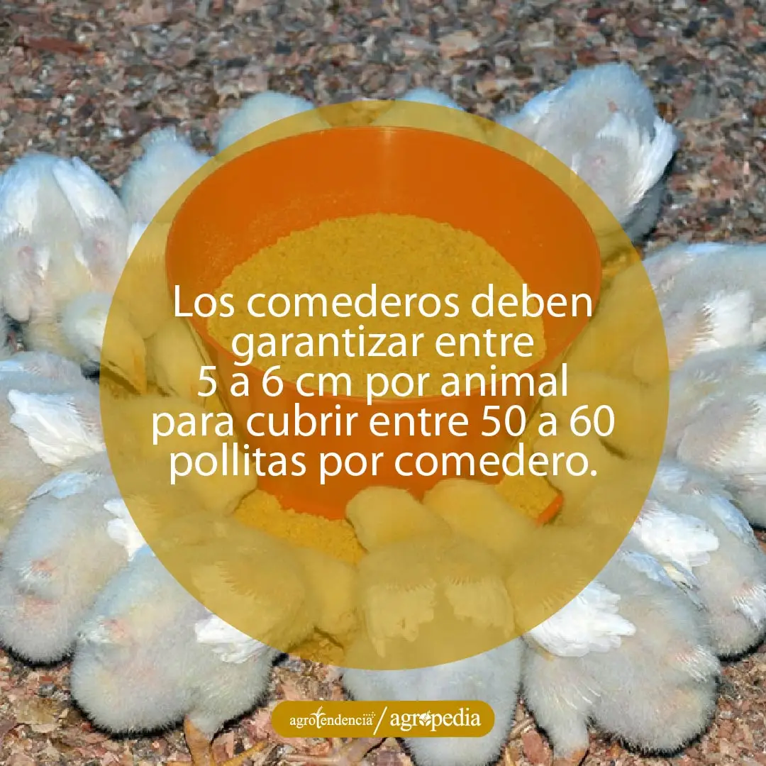 pollitos alrededor de comedero