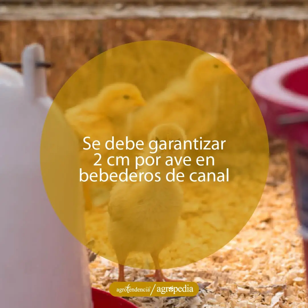 tres pollitas