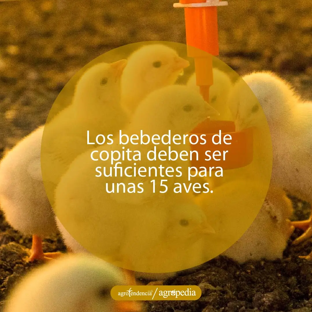 pollitas bebiendo agua en bebedero de copita