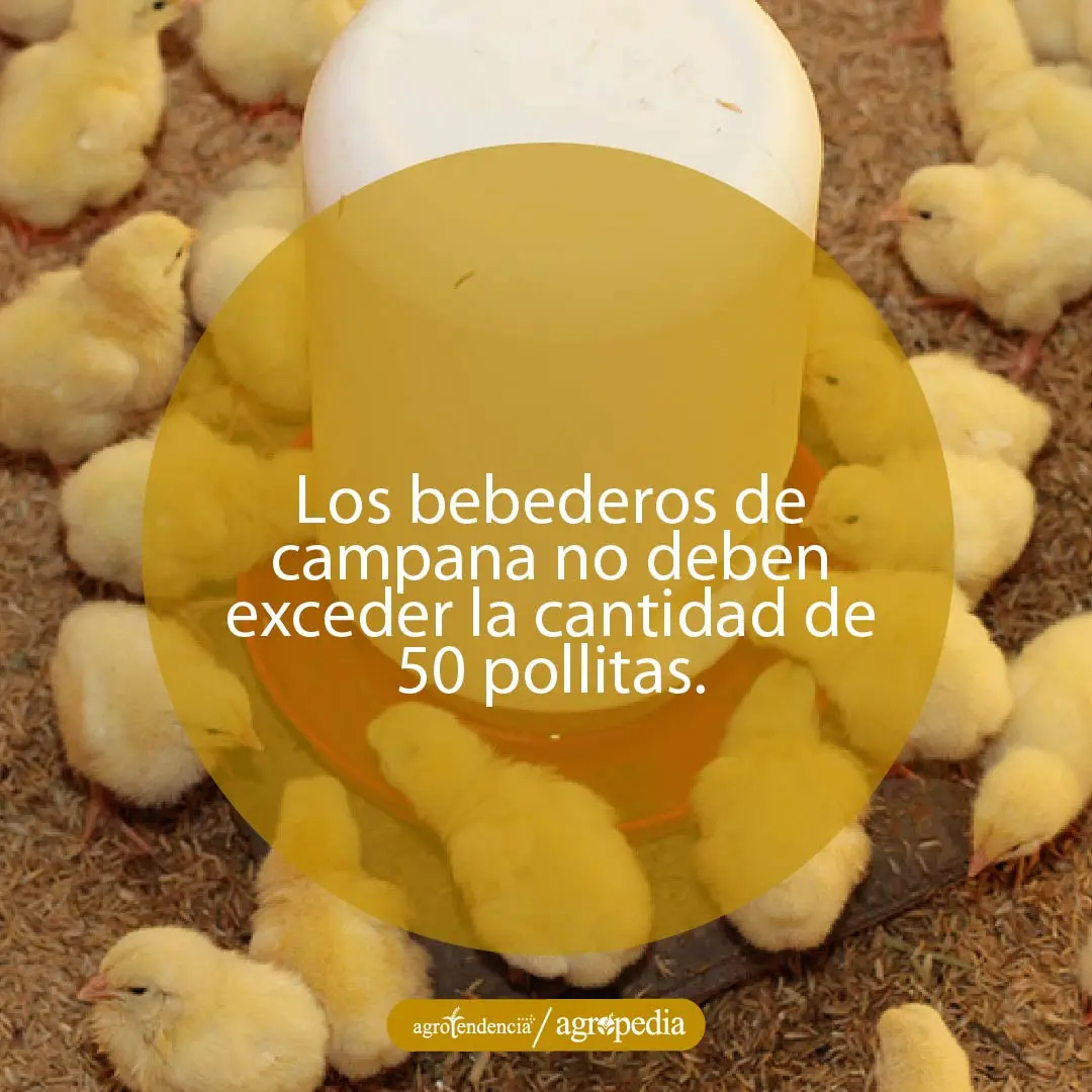 pollitas bebiendo agua en bebedero de campana