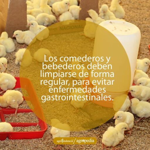 pollitas comiendo alimento y bebiendo agua