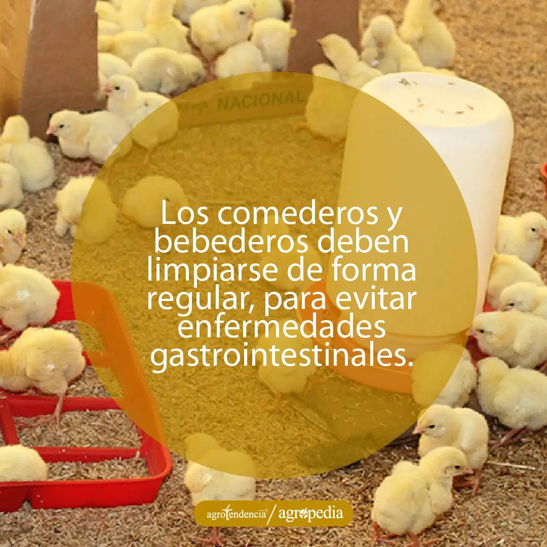 pollitas comiendo alimento y bebiendo agua