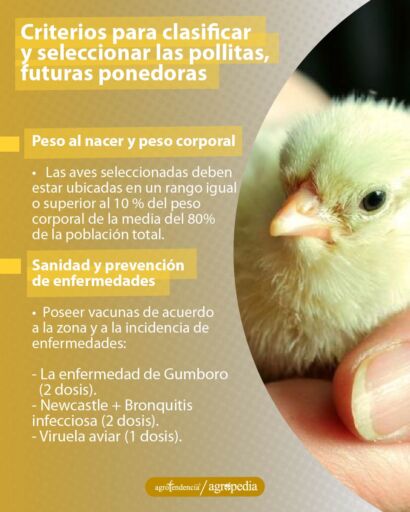 una pollita en la mano de una persona