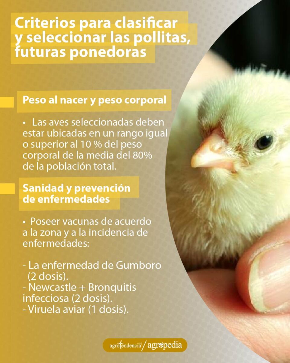 una pollita en la mano de una persona