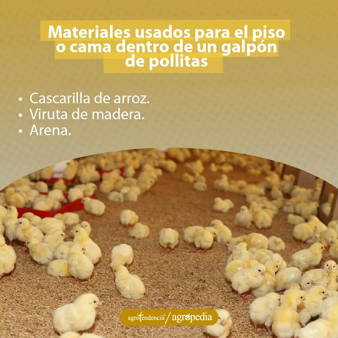 pollitas sobre cama