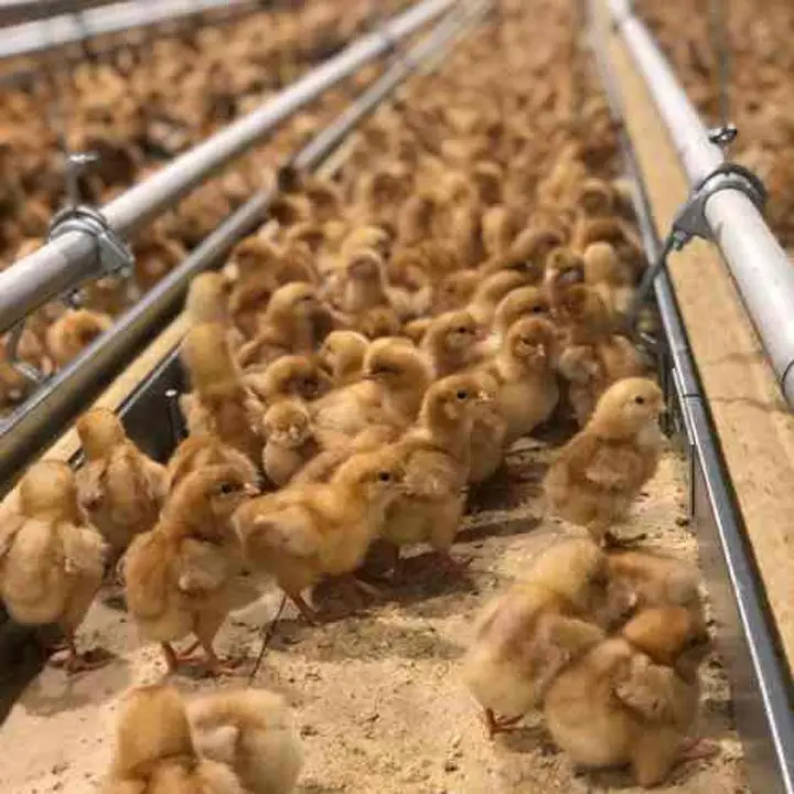 vista de galpón lleno de pollitas bebiendo agua y consumiendo alimento