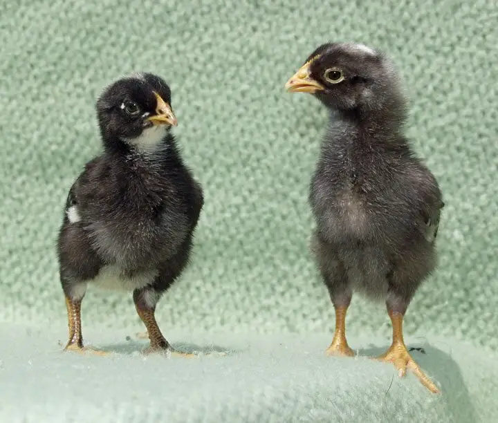 dos pollitas negras