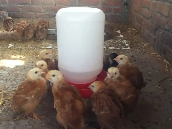 pollitas alrededor de bebedero de campana