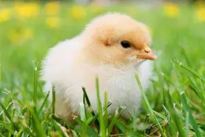 Pollitas ponedoras: Cómo criarlas y su manejo