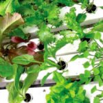 cultivo hidropónico - soluciones nutritivas