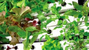 cultivo hidropónico - soluciones nutritivas