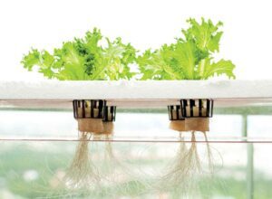 cultivo hidropónico - soluciones nutritivas