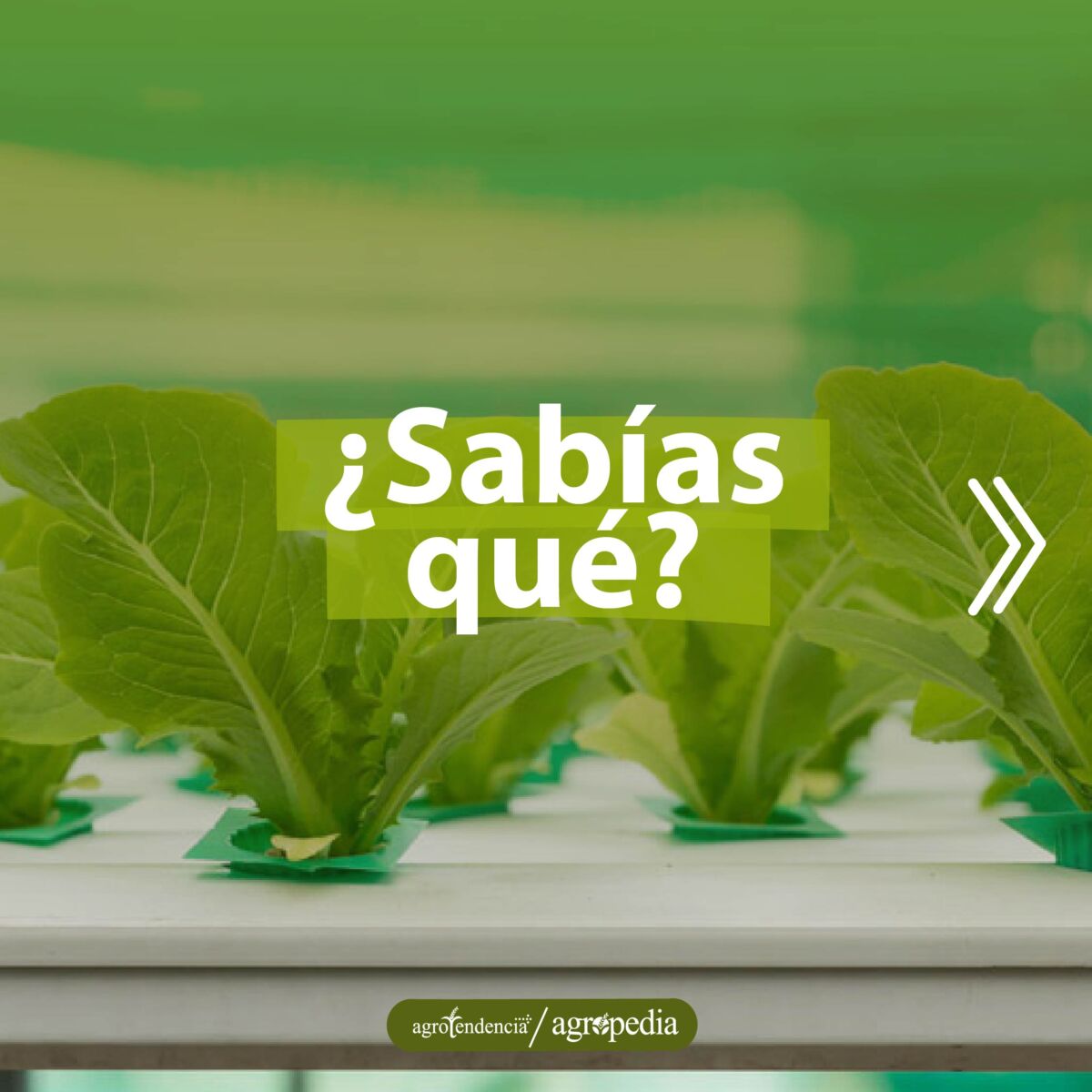 cultivo acuapónico de lechuga