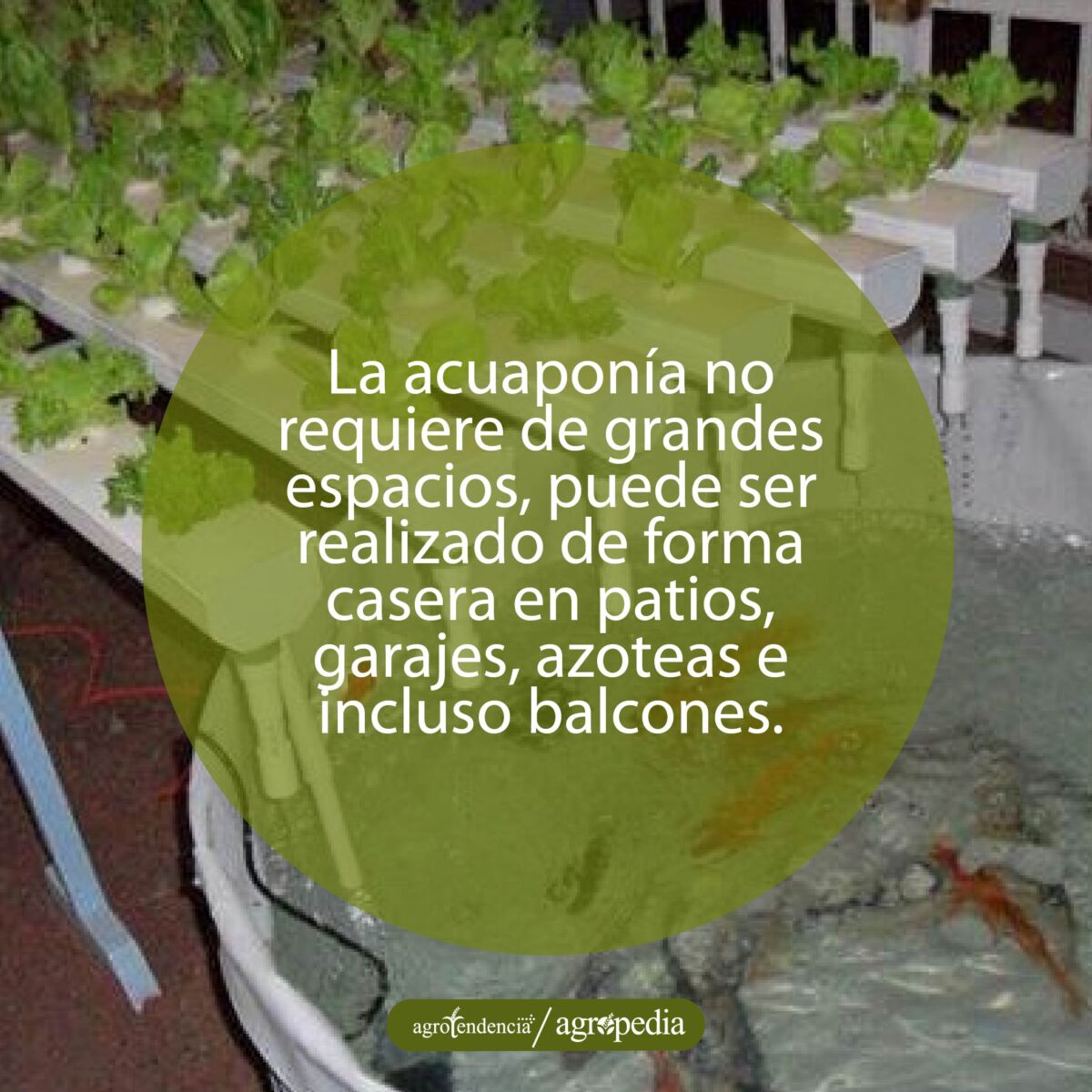cultivo de lechuga en sistema acuapónico con cria de peces