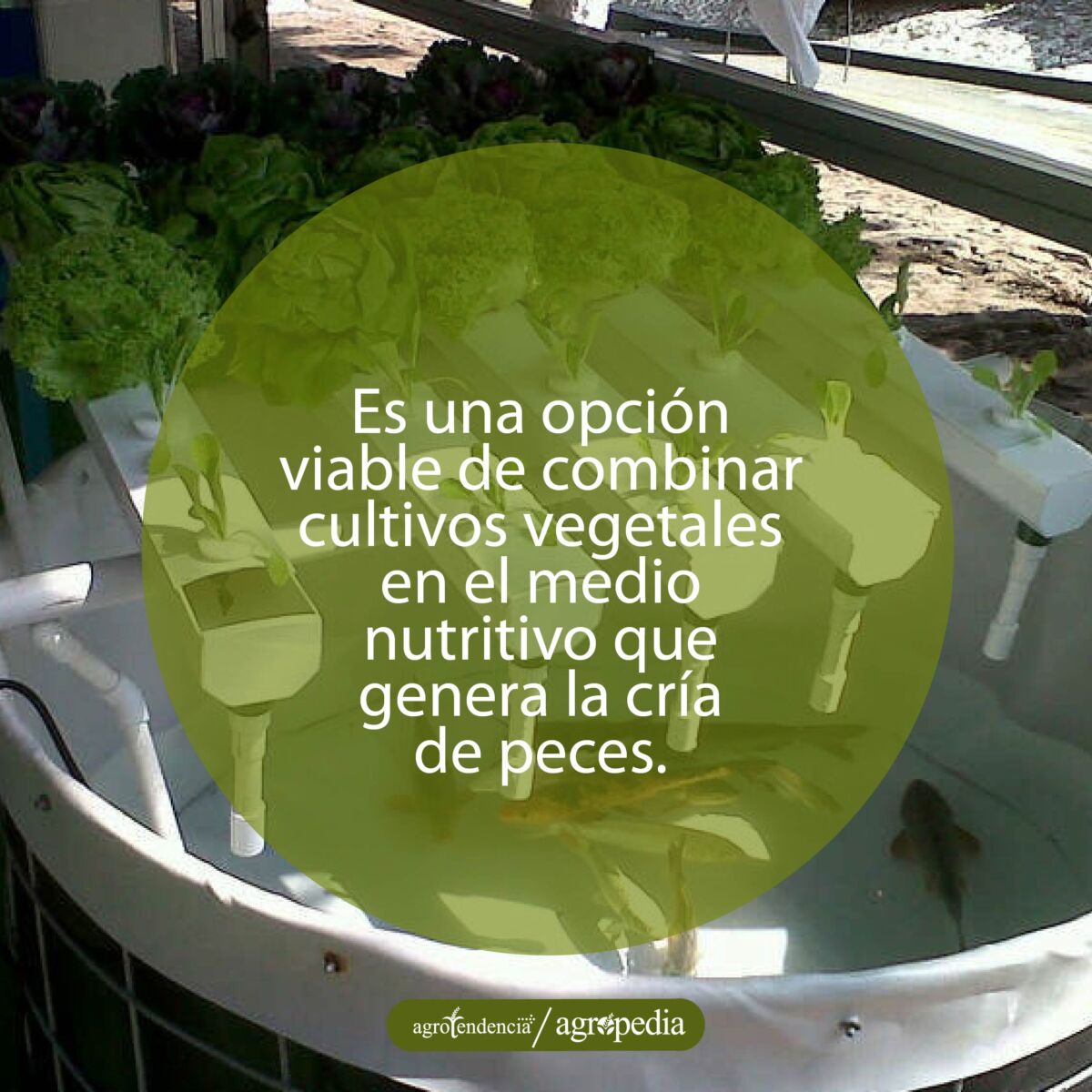 bandejas con cultivo de lechuga en sistema acuapónico con cria de peces