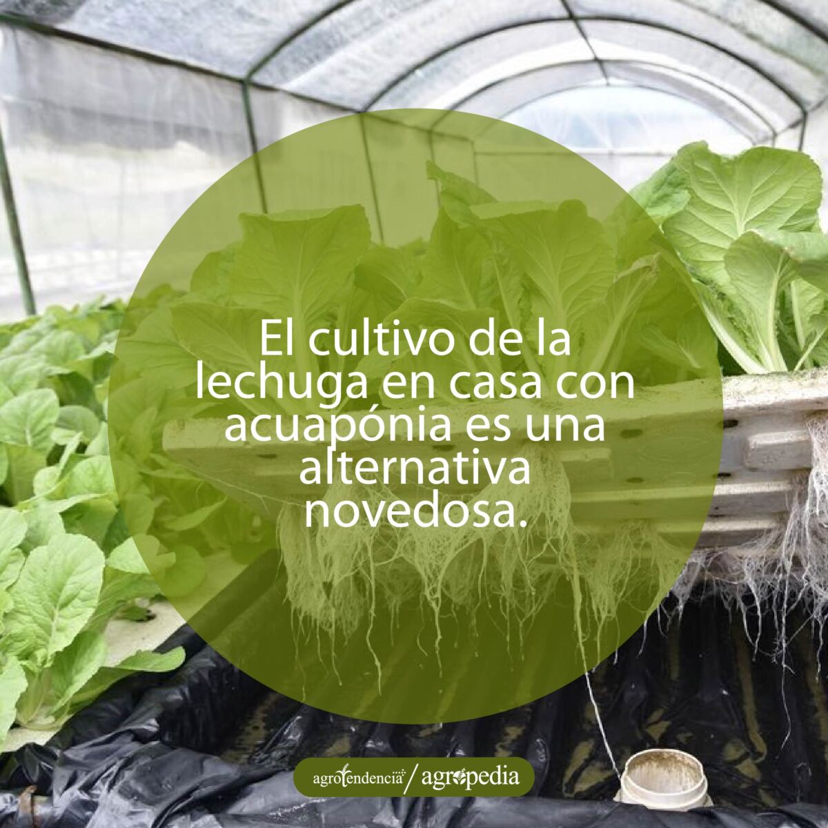 bandeja de plantas de cultivo lechuga bajo sistema acuapónico