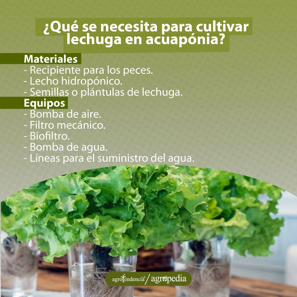 dos plantas de lechuga en vasos de cristal