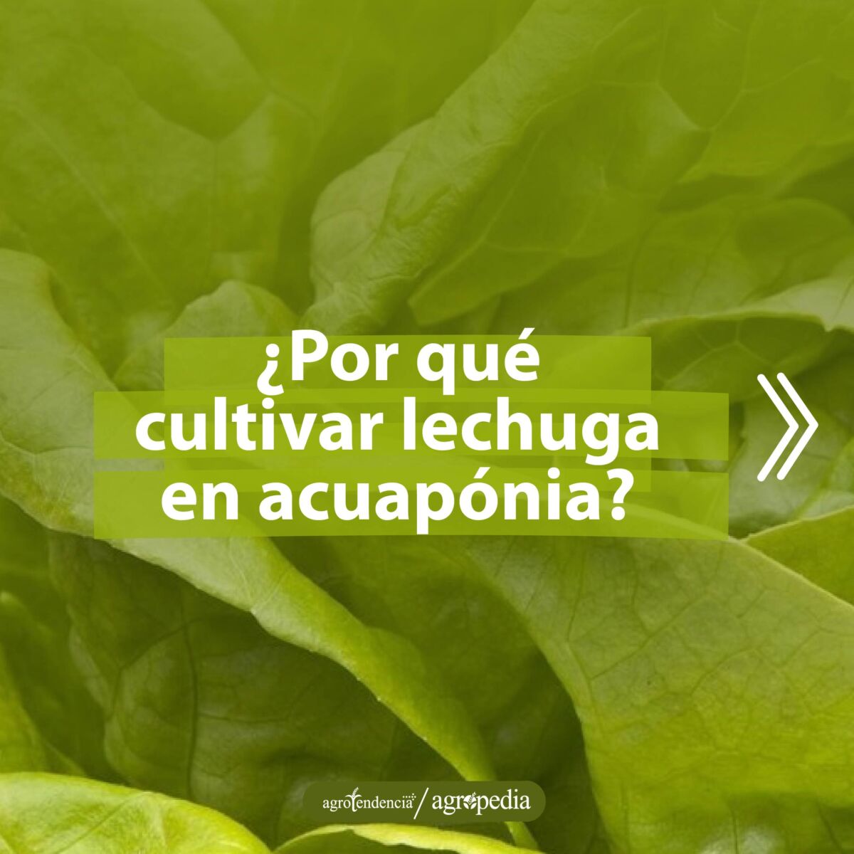 lechuga acuapónica
