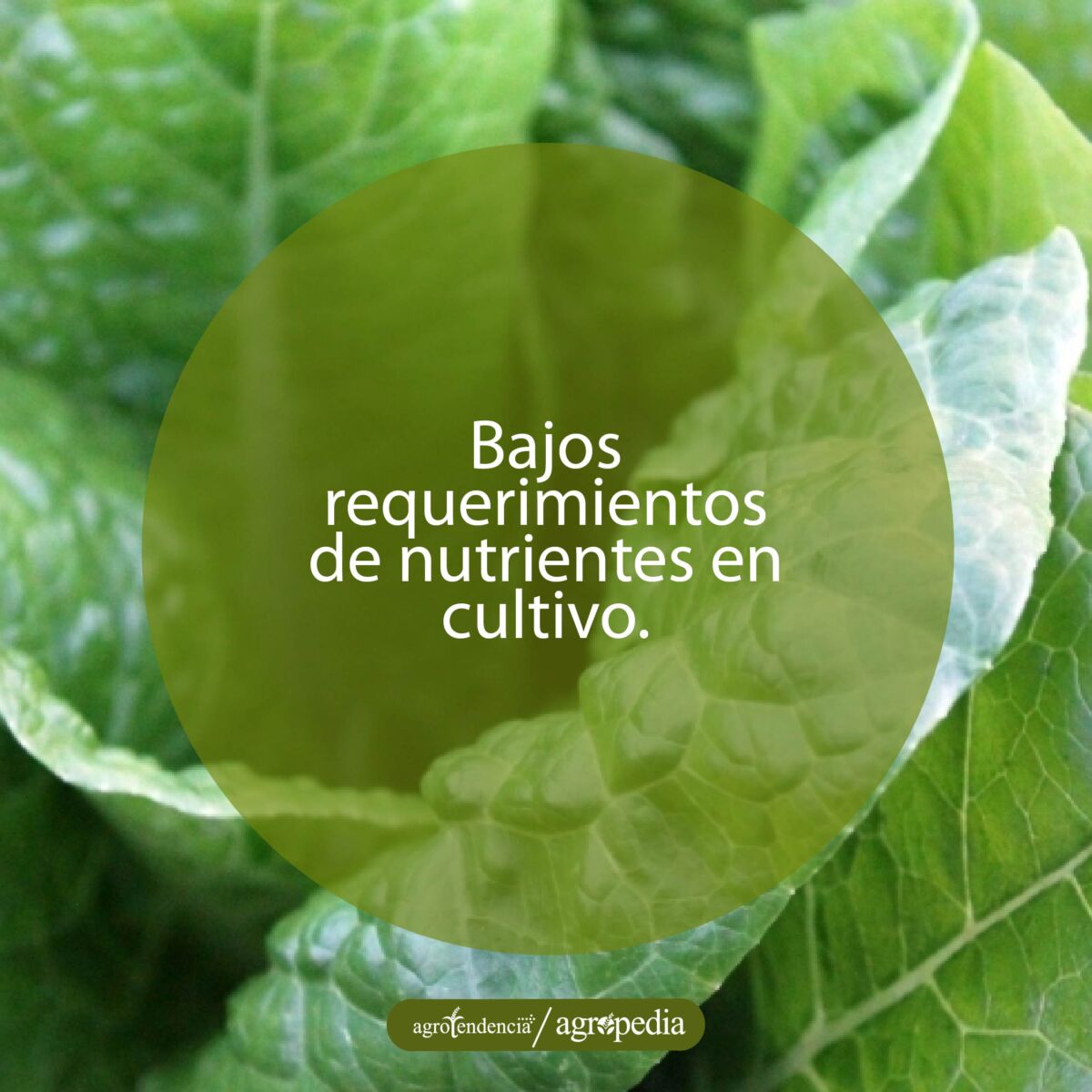 una lechuga en sistema acuapónico