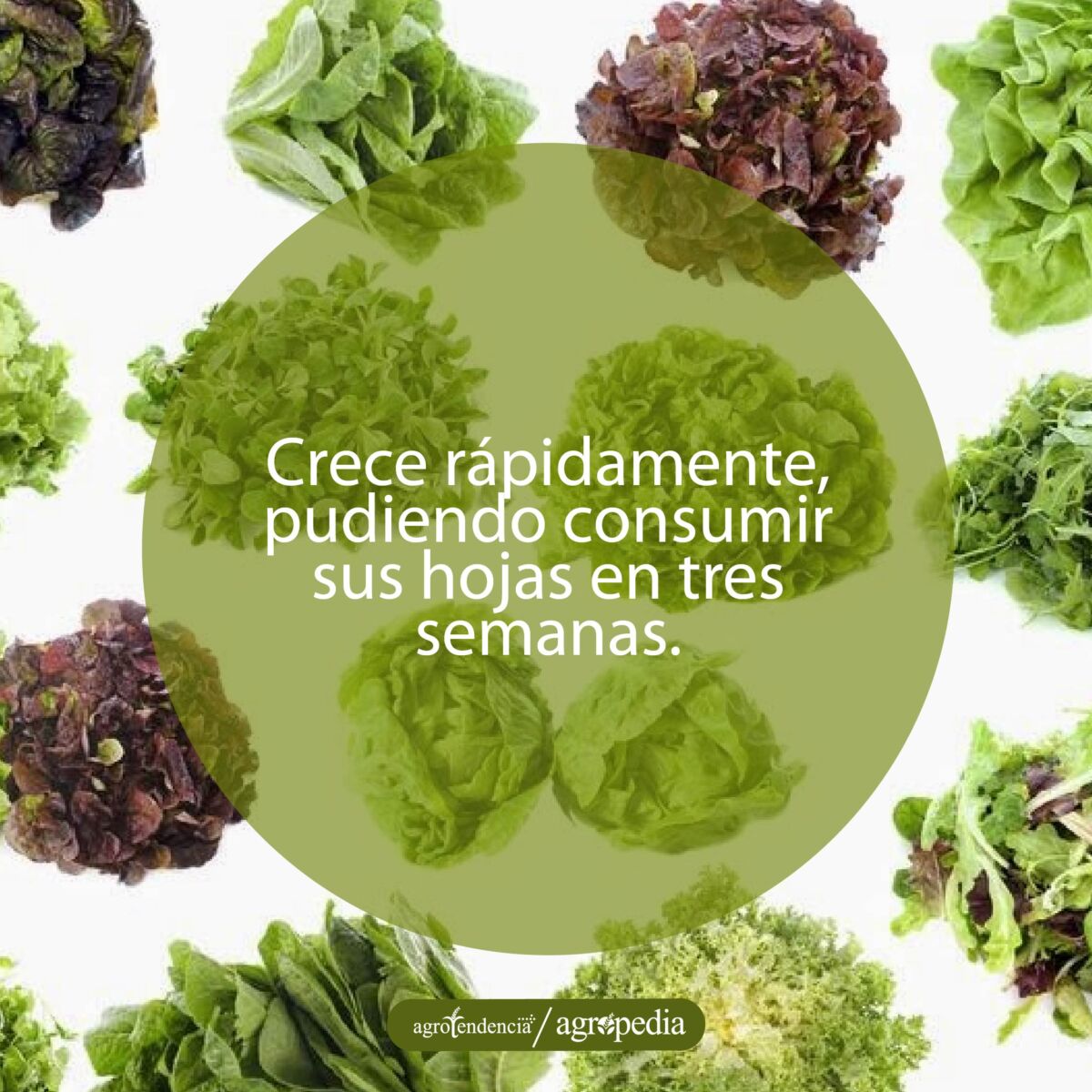 diferentes tipos de lechuga acuapónica
