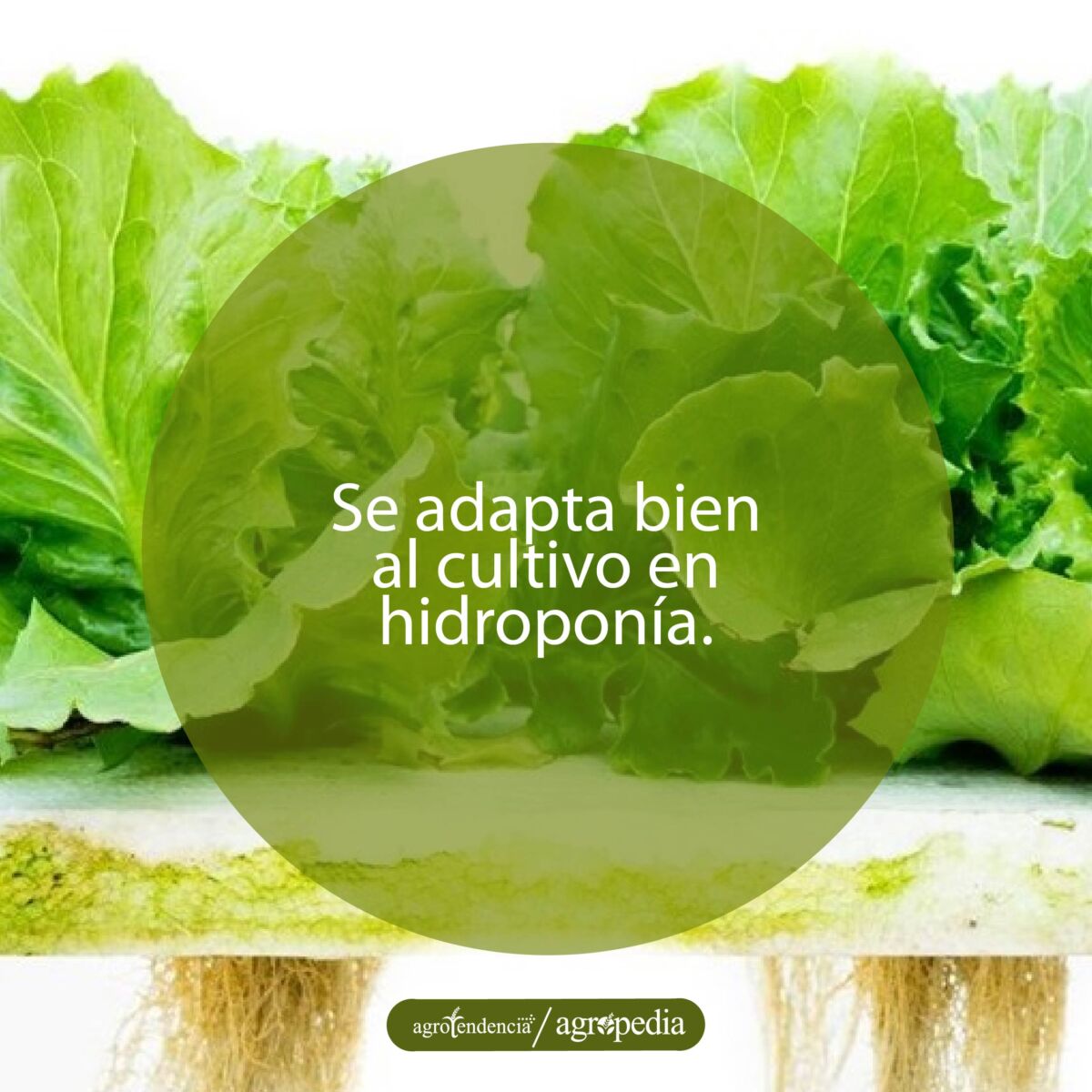 dos lechugas acuapónicas