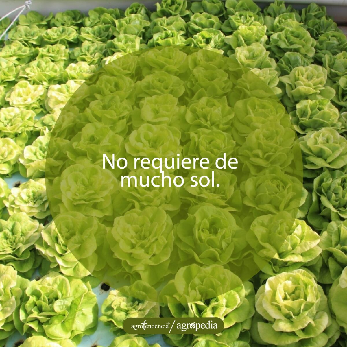 lechugas acuapónicas en bandeja