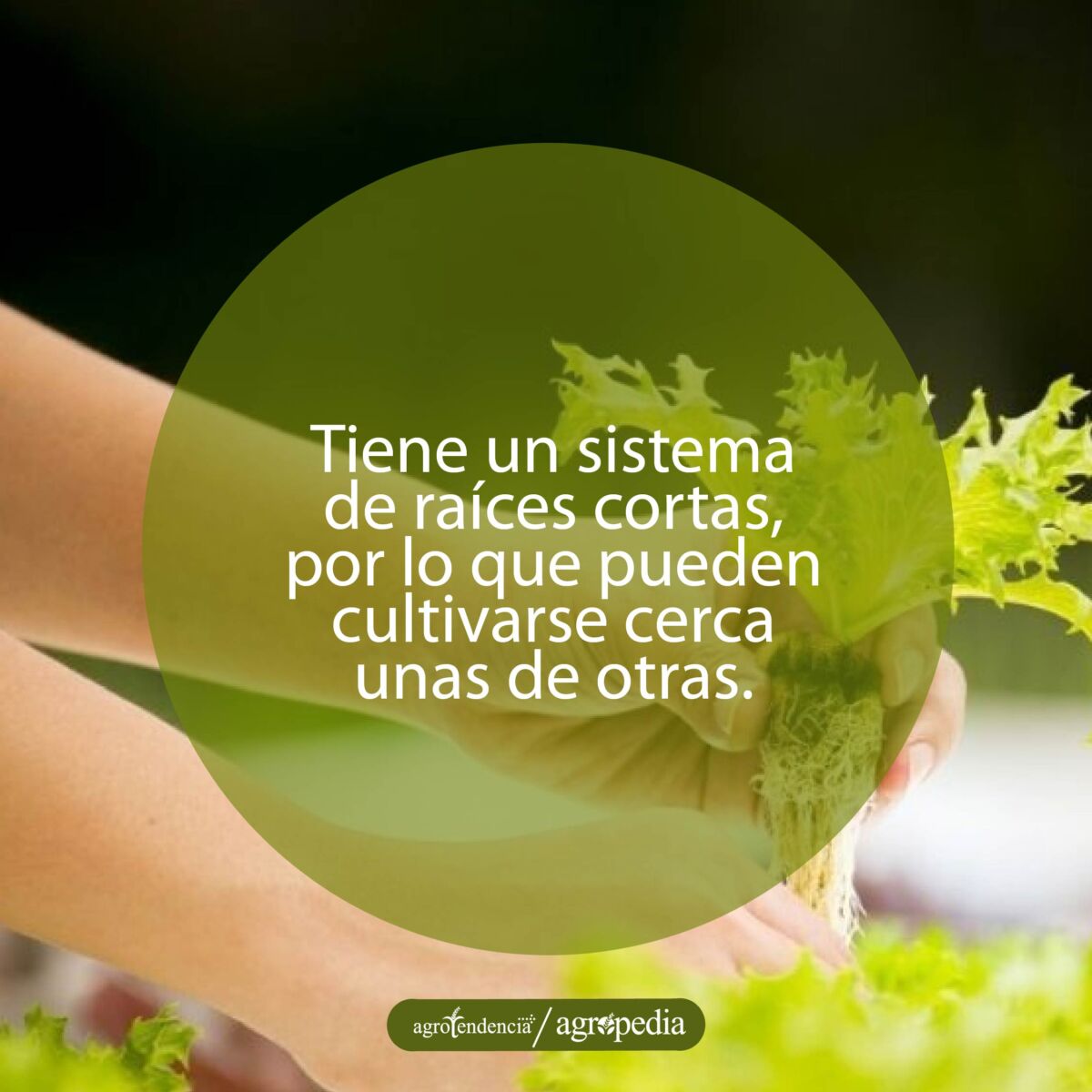 Manos sosteniendo una planta de lechuga acuapónica