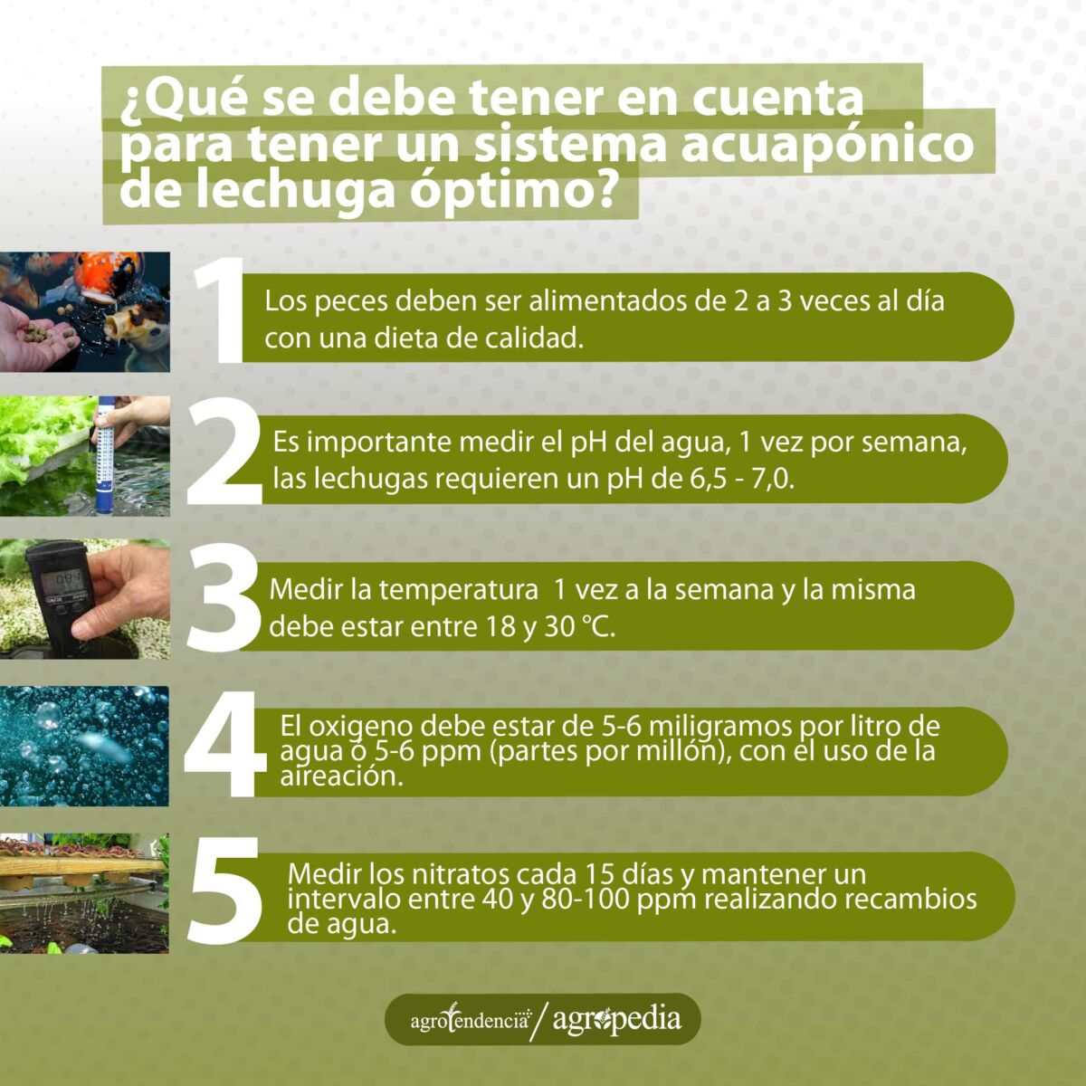 fotos de pasos para obtener un adecuado sistema acuapónico de lechuga en casa