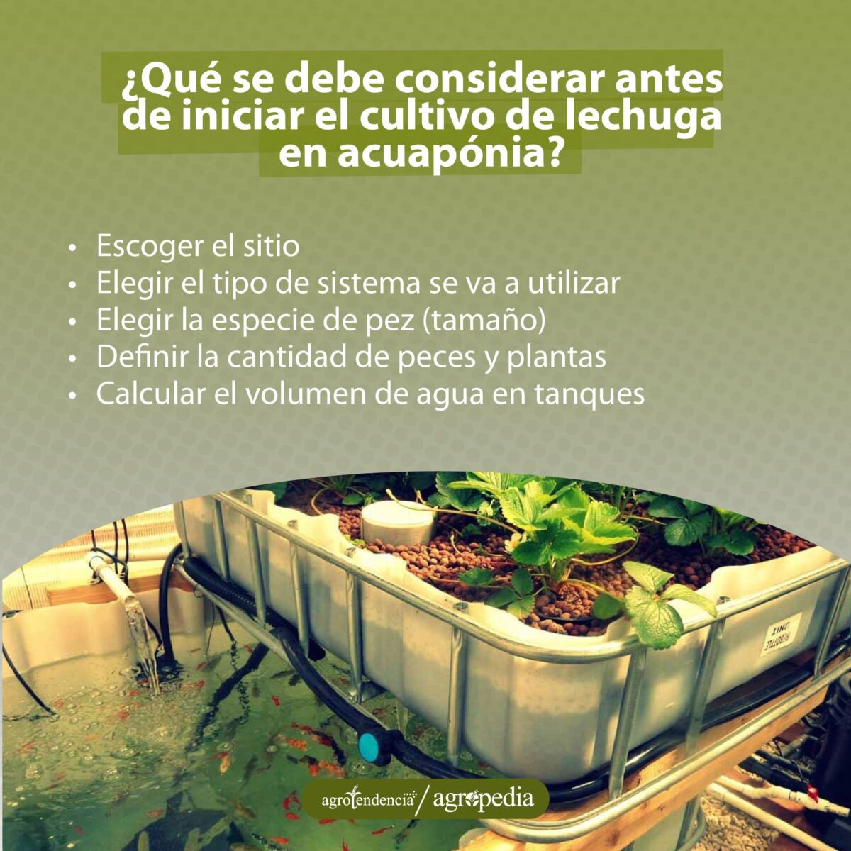 bandeja de plantas sembradas encima de estanque con peces