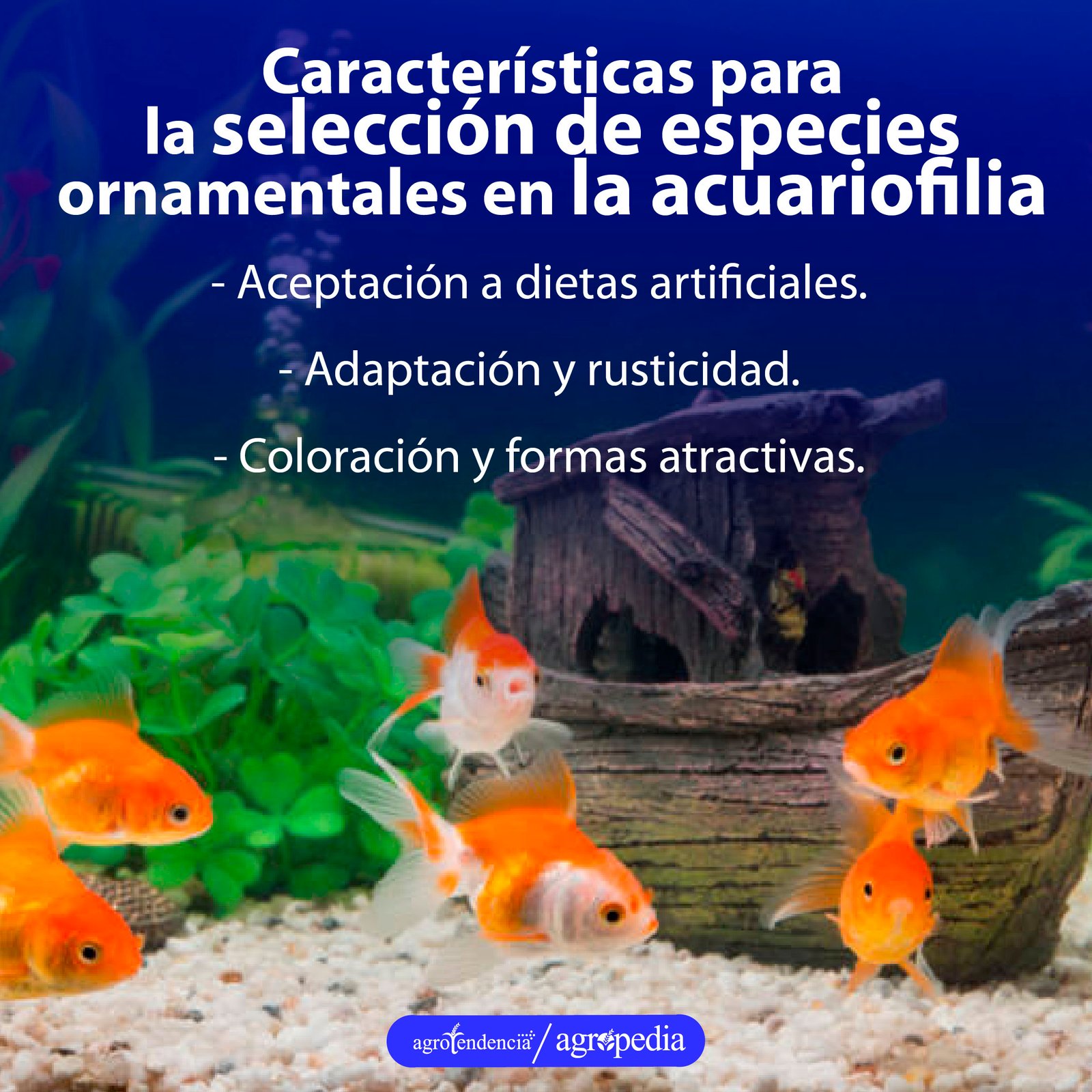 6 peces naranjas dentro de un acuario