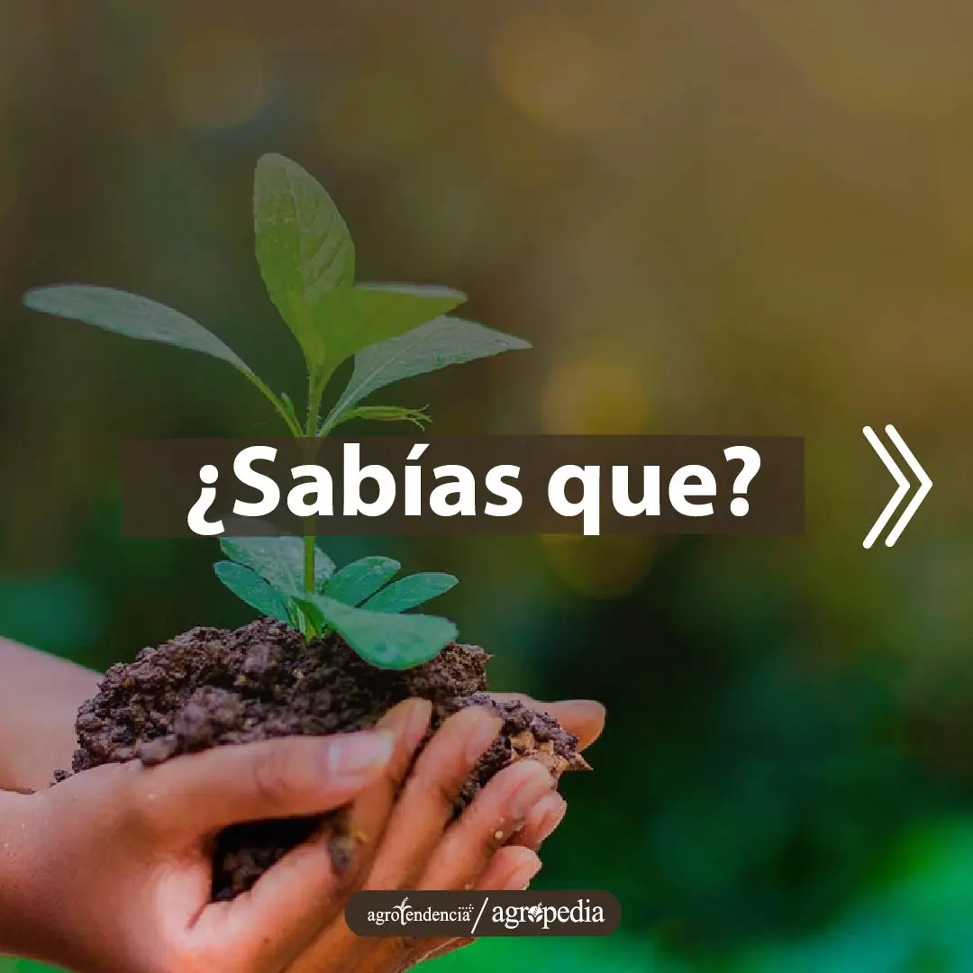 manos con un terrón de tierra y una plántula