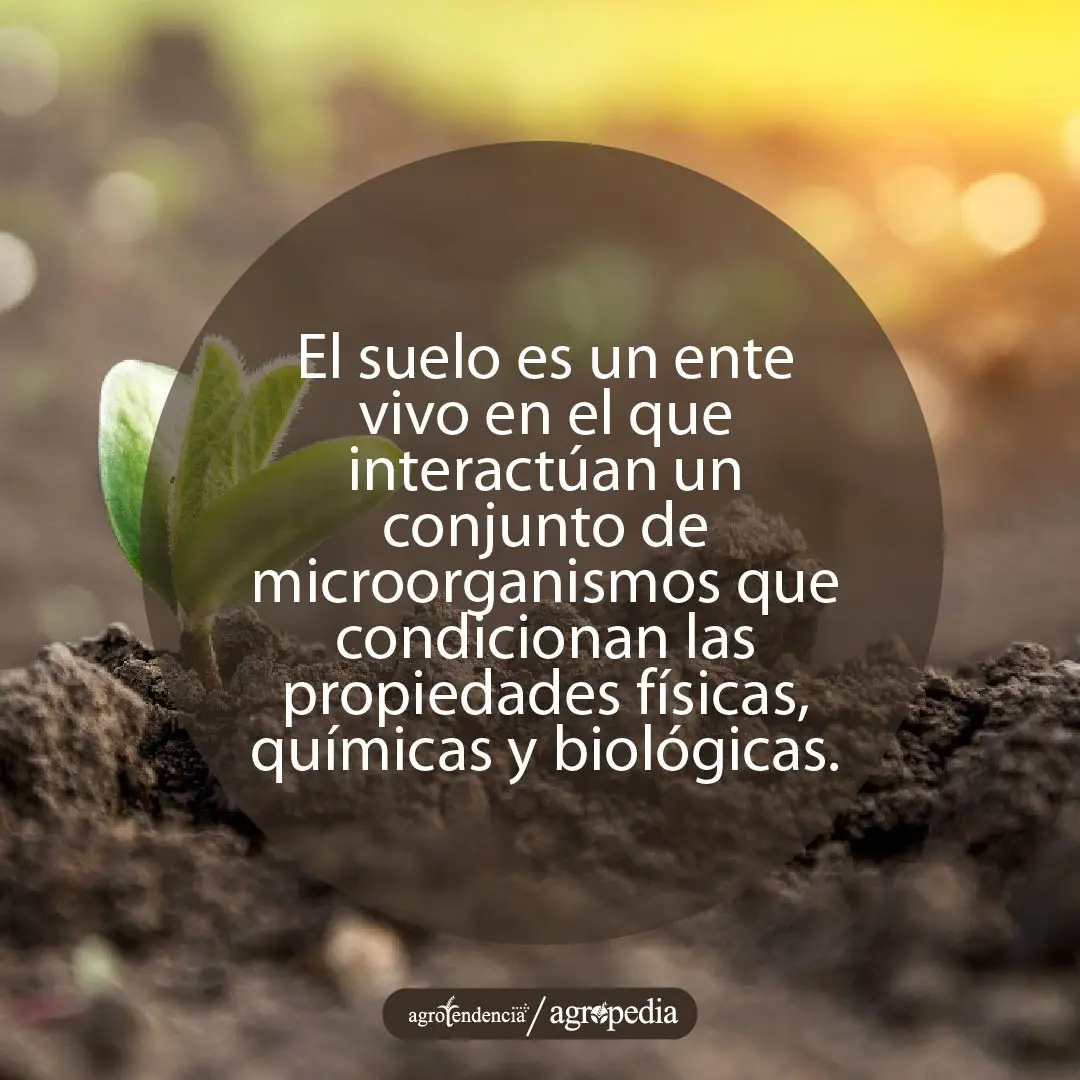 suelo con una plántula germinando
