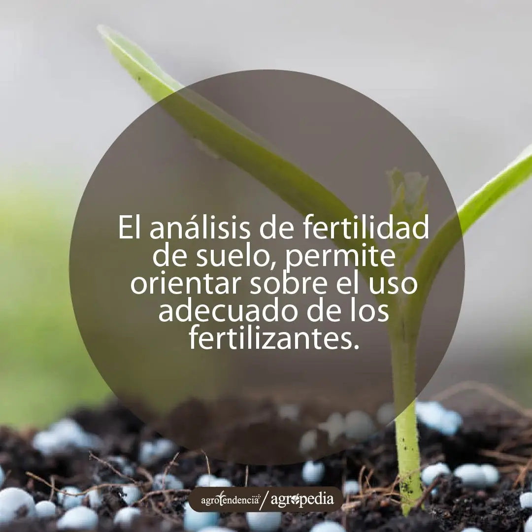 una plántula germinando de la tierra