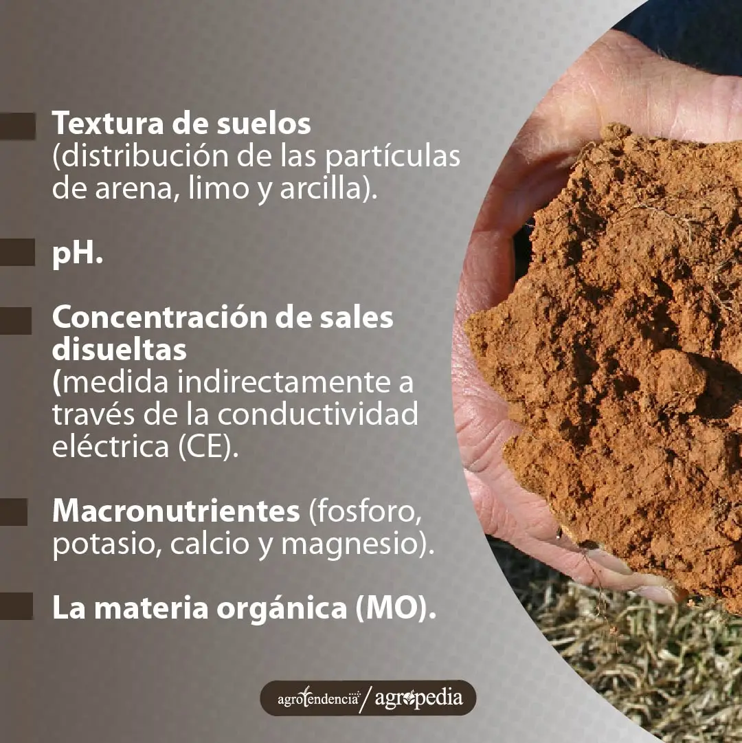 mano sosteniendo terrón