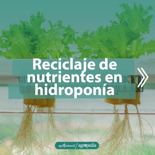 plantas de lechuga bajo enfoque de reciclaje de nutrientes en hidroponía