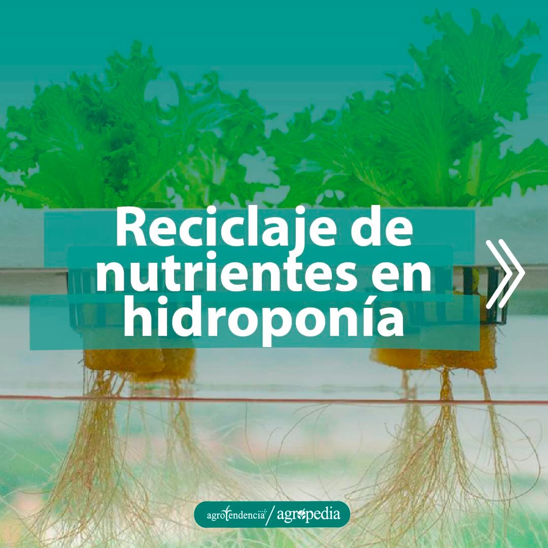 plantas de lechuga bajo enfoque de reciclaje de nutrientes en hidroponía