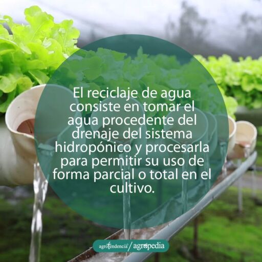 cultivo de lechuga bajo enfoque de reciclaje de nutrientes en hidroponía