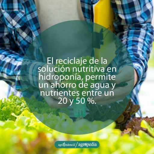 persona tomando una planta de lechuga sembrada bajo sistema de reciclaje de nutrientes en hidroponía