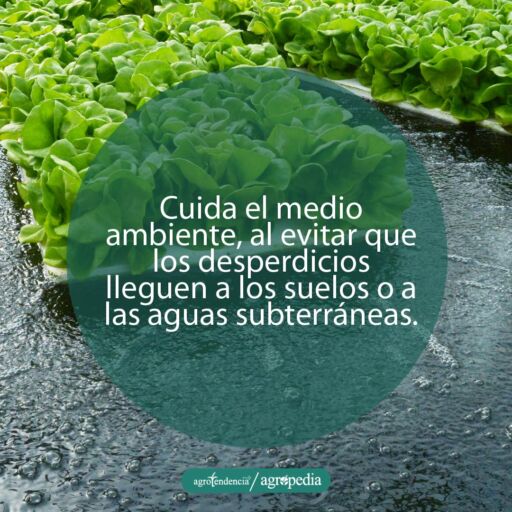 plantas de lechuga en bandejas flotantes