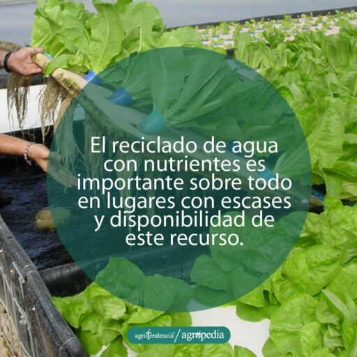 manos levantando plataforma sembrada de lechuga sembradas bajo enfoque del reciclaje de nutrientes en hidroponía