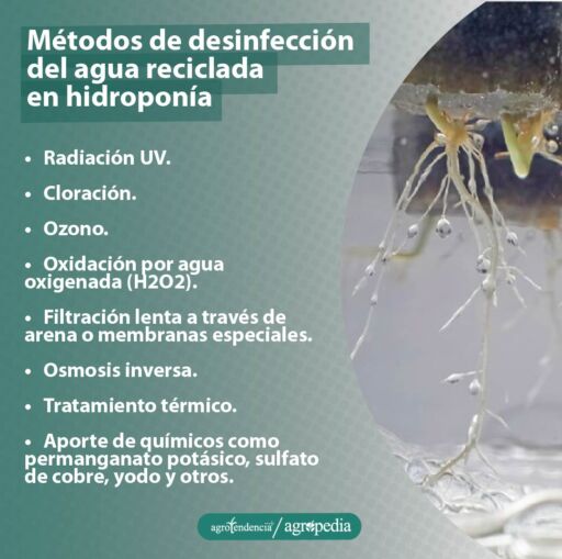 raíces en solución reciclada de nutrientes