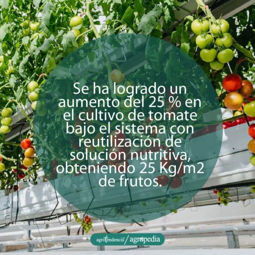 plantas de tomate con frutos bajo sistema de reciclaje de nutrientes en hidroponía