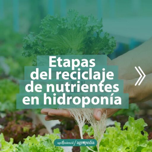 manos tomando planta de lechuga hidropónica, sembrada bajo sistema de reciclaje de nutrientes